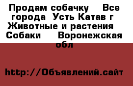 Продам собачку  - Все города, Усть-Катав г. Животные и растения » Собаки   . Воронежская обл.